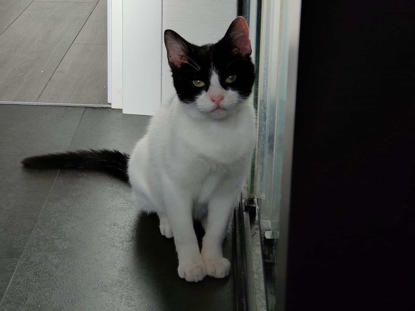 Adotta un gatto, maschio, 8 mesi, Sassari