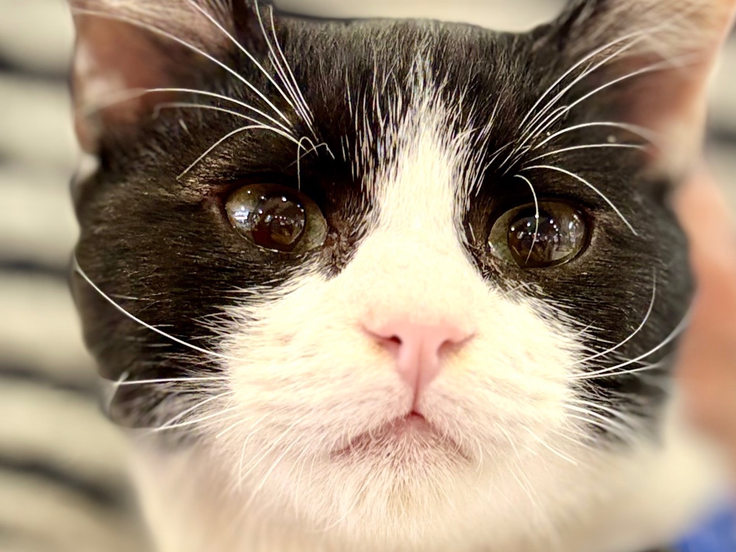 Adotta un gatto, taglia non valida, maschio, Sassari