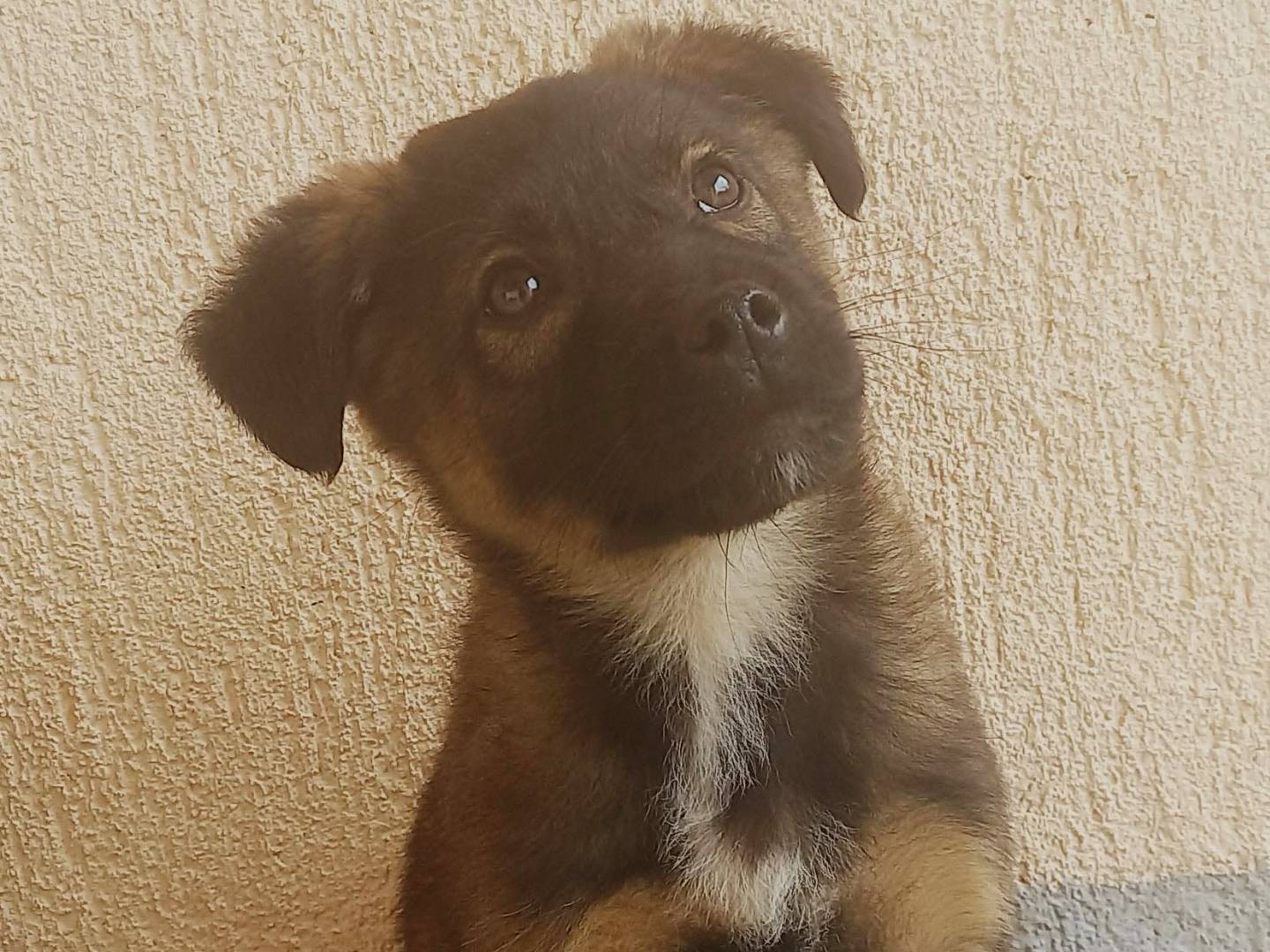 Adotta un cane, maschio, 4 mesi, Firenze