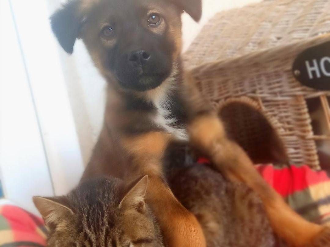 Adotta un cane, taglia media contenuta, maschio, Firenze