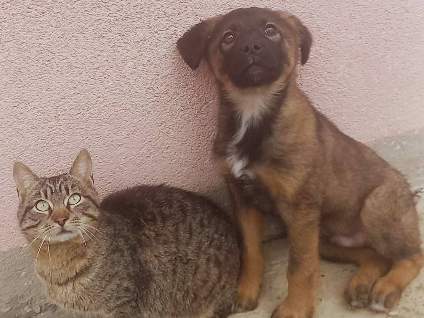 Adotta il cane TODD a Firenze