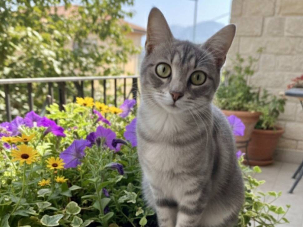 Adozione gatto, femmina, Razza sconosciuta Razza sconosciuta, 6 mesi, taglia non valida, Lecce