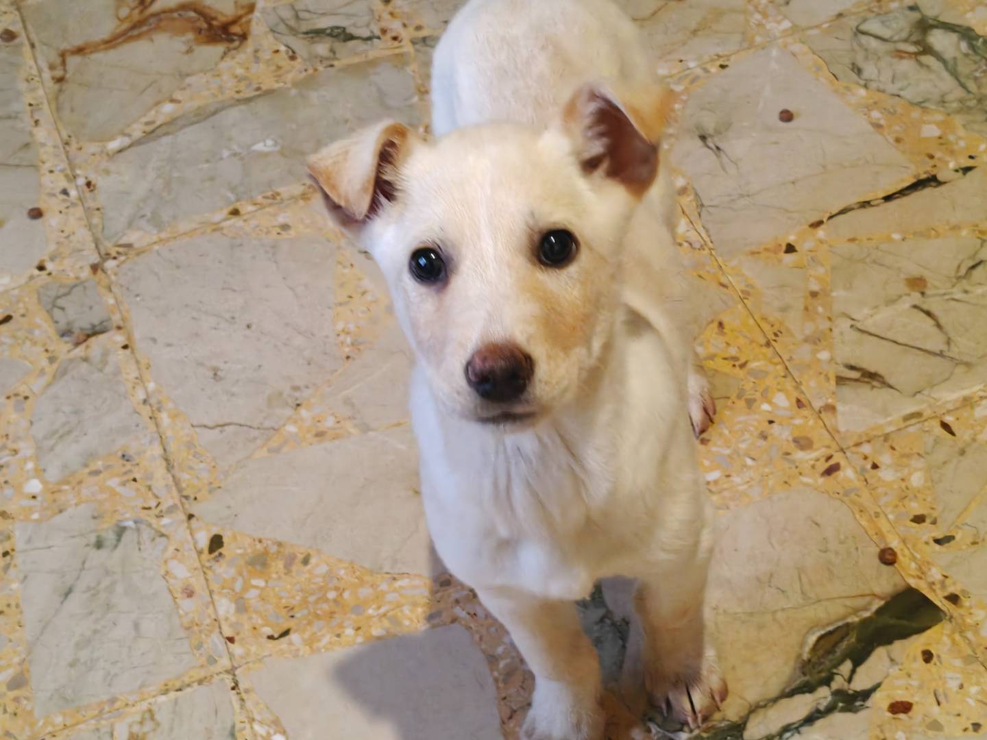 Adozione cane, femmina, Razza sconosciuta Razza sconosciuta, 3 mesi, taglia media, Trapani