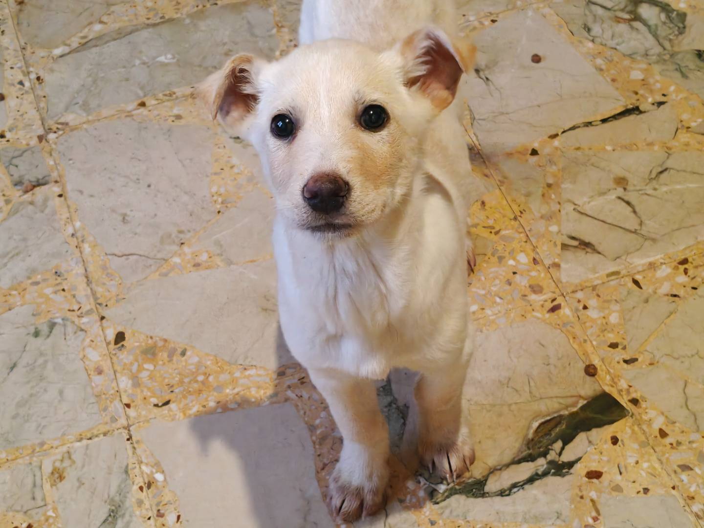 Adotta un cane, taglia media, femmina, Trapani