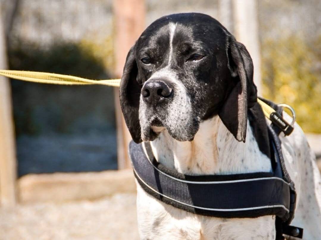 Adozione cane, maschio, Pointer Razza sconosciuta, 10 anni e 8 mesi, taglia grande, Crotone