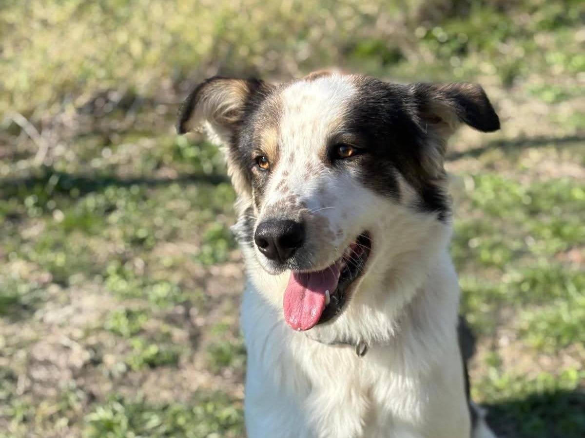 Adotta un cane, taglia grande, maschio, Pisa