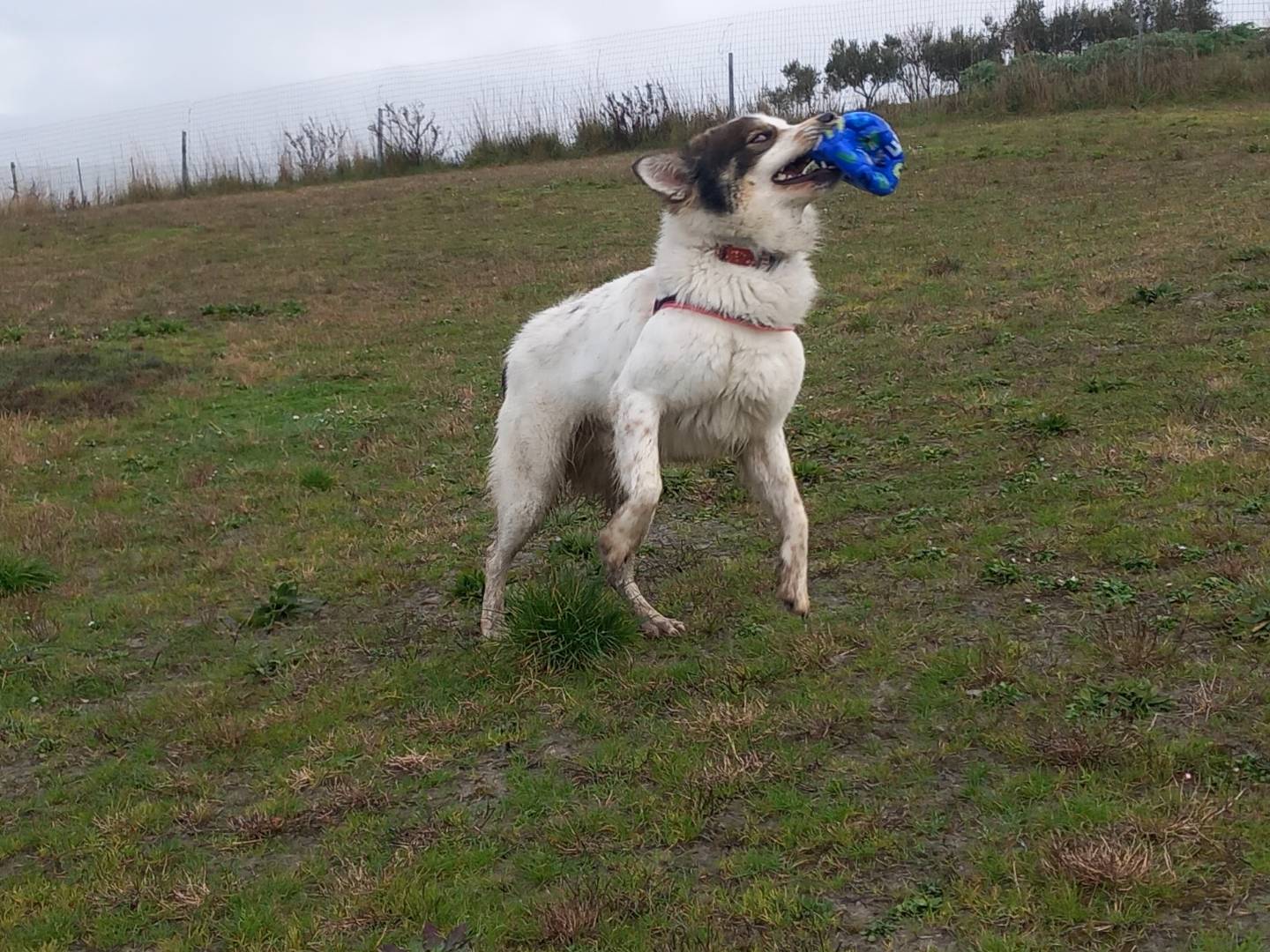Vuoi adottare un cane a Pisa?