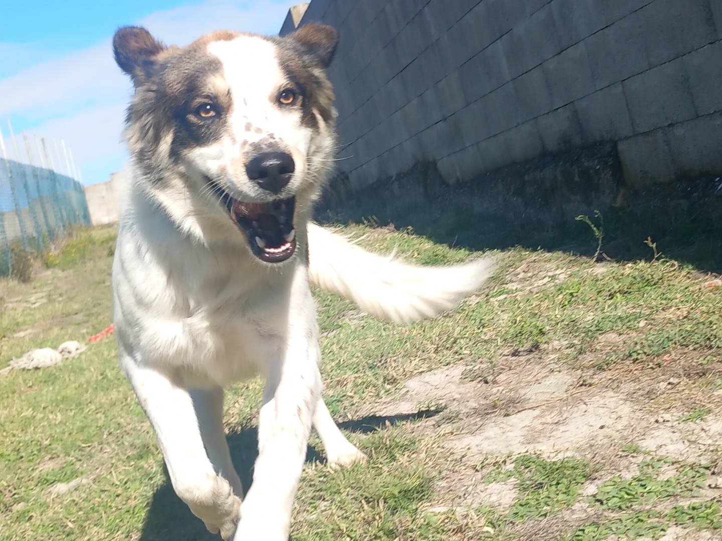 Adotta il cane Gigio a Pisa