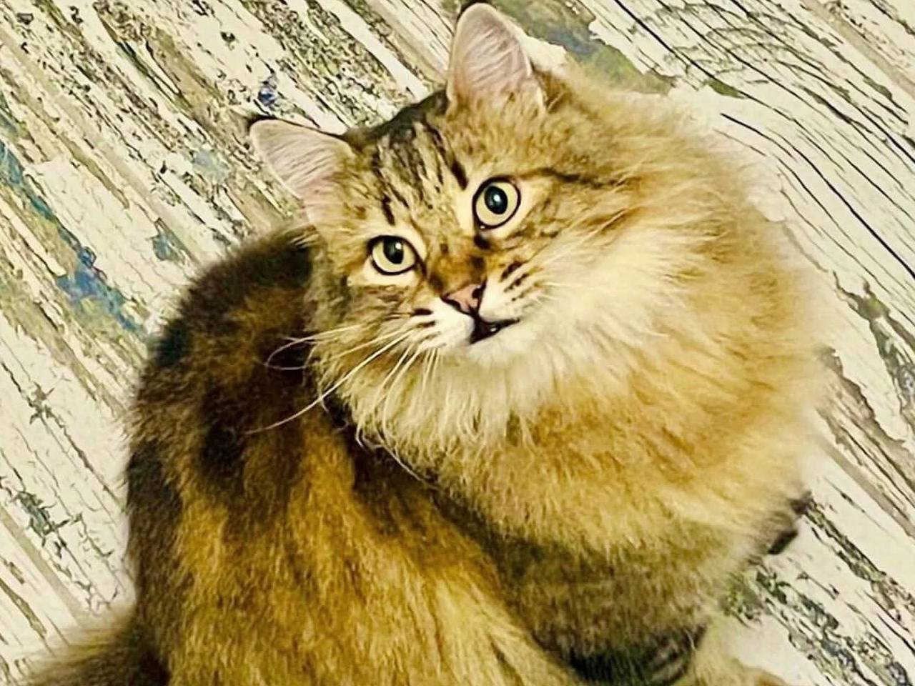 Adozione gatto, femmina, Razza sconosciuta Razza sconosciuta, 5 anni, taglia non valida, Torino