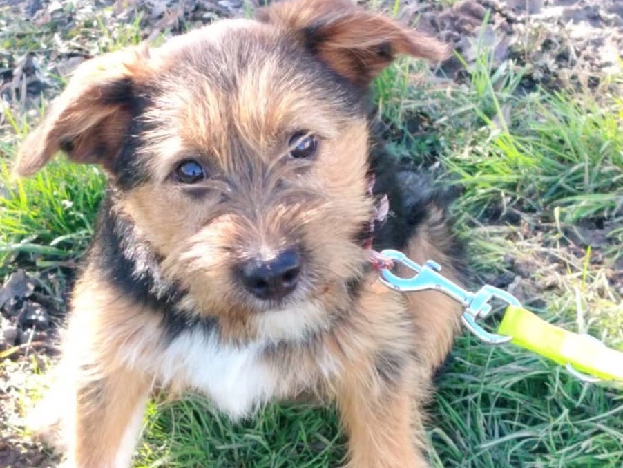 Adozione cane, maschio, Fox Terrier a pelo liscio Razza sconosciuta, 4 mesi, taglia media contenuta, Reggio