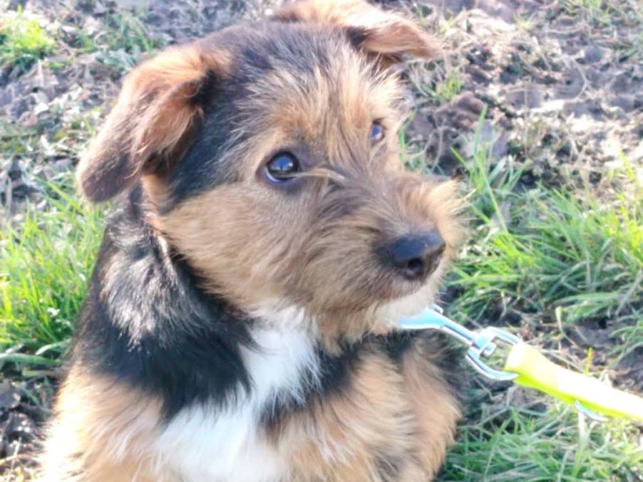 Adotta un cane, maschio, 4 mesi, Reggio