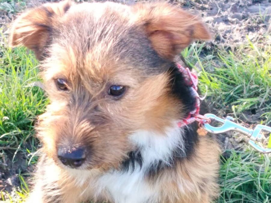 Adotta un cane, taglia media contenuta, maschio, Reggio