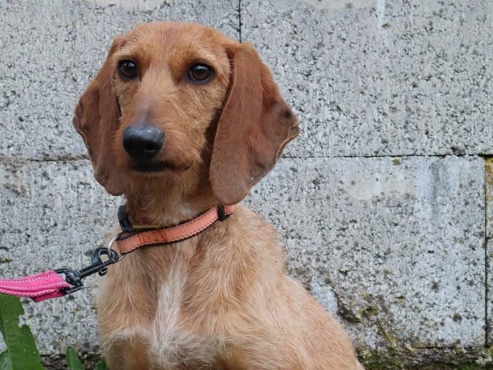Adotta un cane, taglia media contenuta, maschio, Pisa