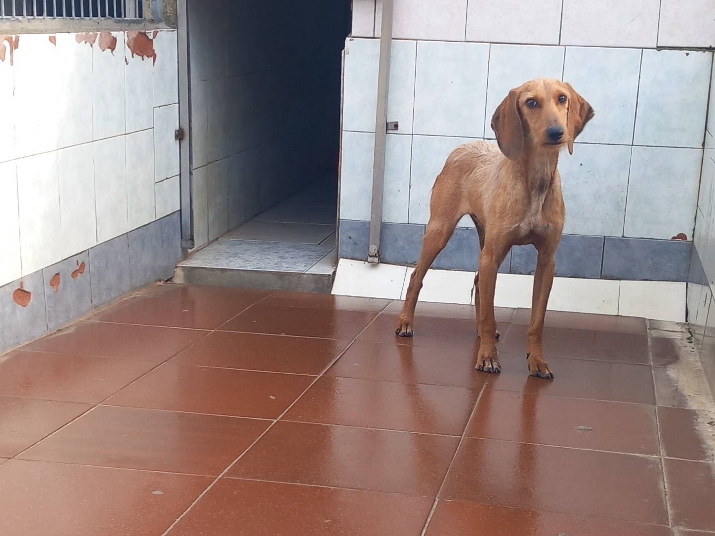 Vuoi adottare un cane a Pisa?