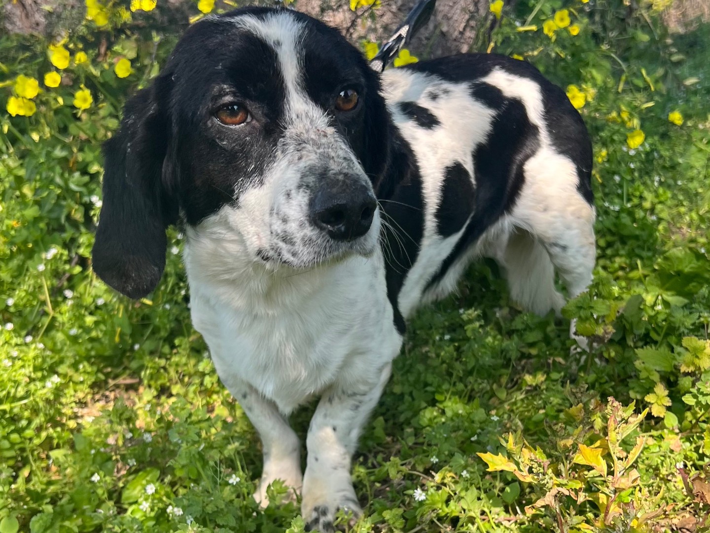 Adozione cane, maschio, Razza sconosciuta Razza sconosciuta, 5 anni, taglia piccola, Siracusa