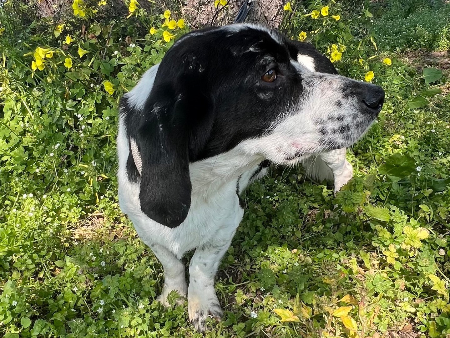 Adotta un cane, maschio, 5 anni, Siracusa