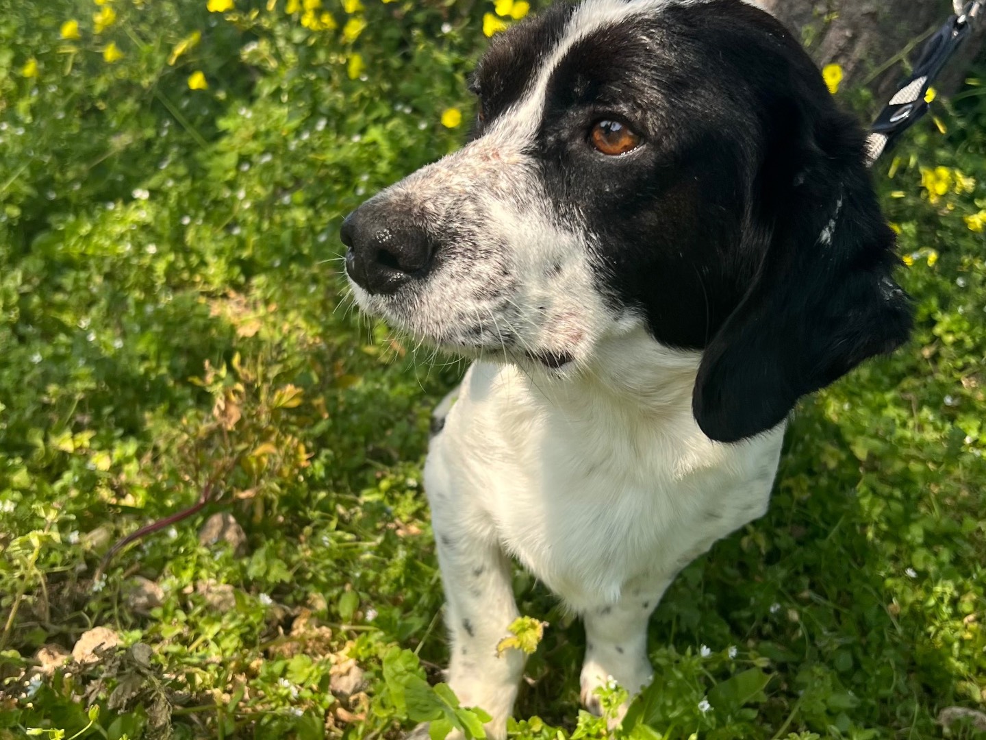 Vuoi adottare un cane a Siracusa?