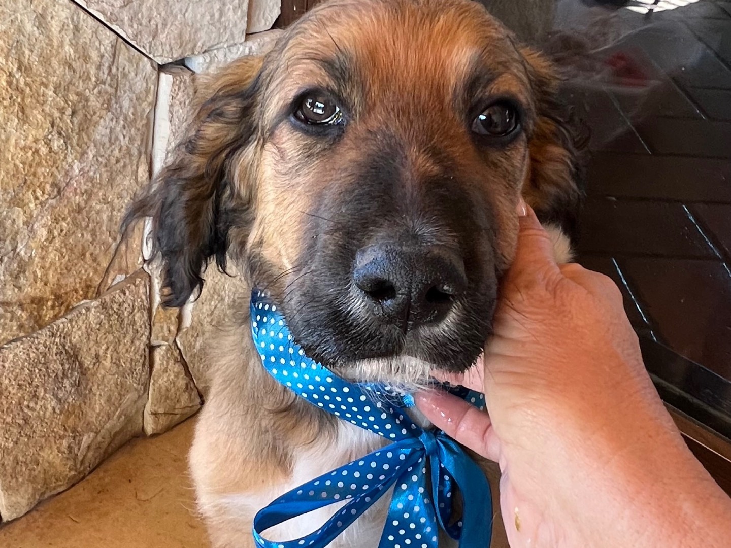 Adozione cane, maschio, Razza sconosciuta Razza sconosciuta, 2 mesi, taglia media, Siracusa