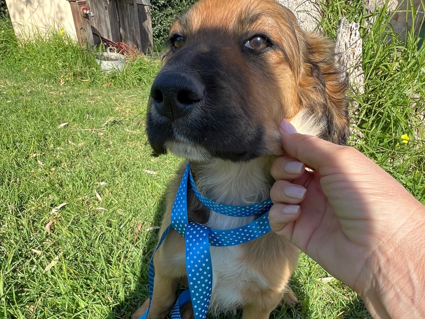 Adotta un cane, maschio, 2 mesi, Siracusa