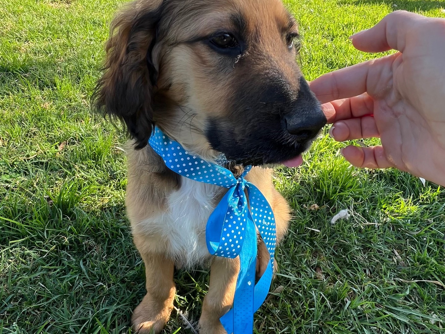 Adotta un cane, taglia media, maschio, Siracusa