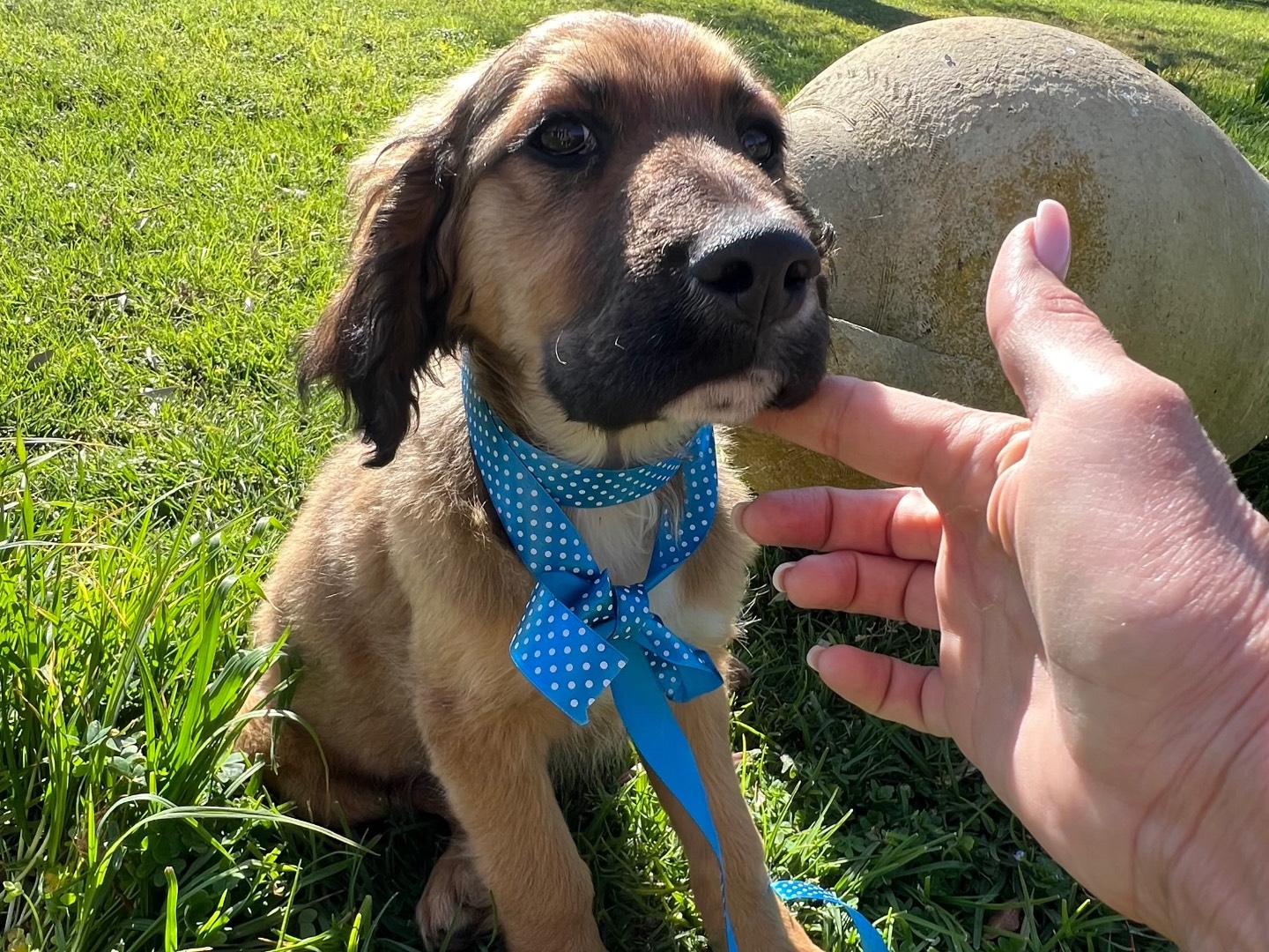 Vuoi adottare un cane a Siracusa?
