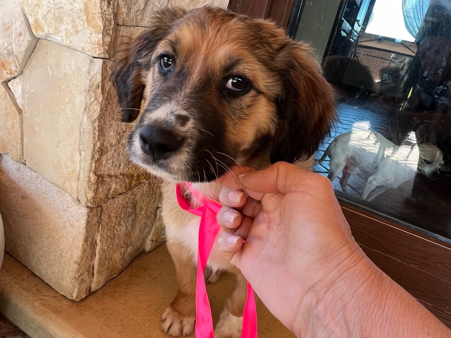 Adozione cane, femmina, Razza sconosciuta Razza sconosciuta, 2 mesi, taglia grande, Siracusa