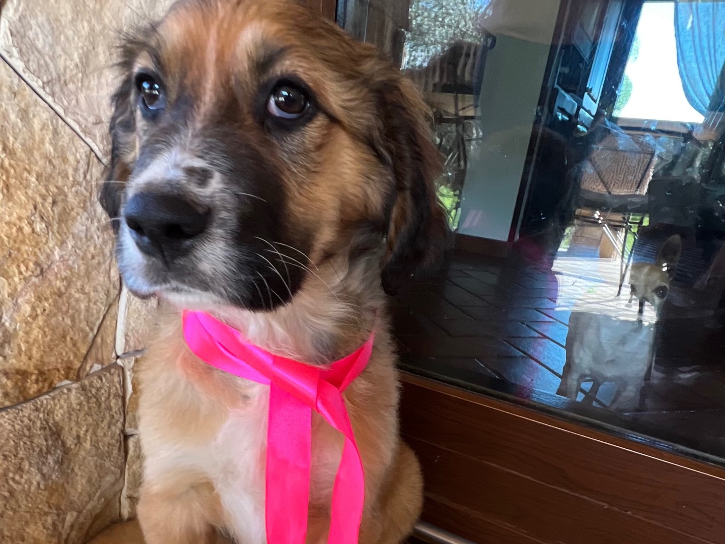 Adotta un cane, femmina, 2 mesi, Siracusa