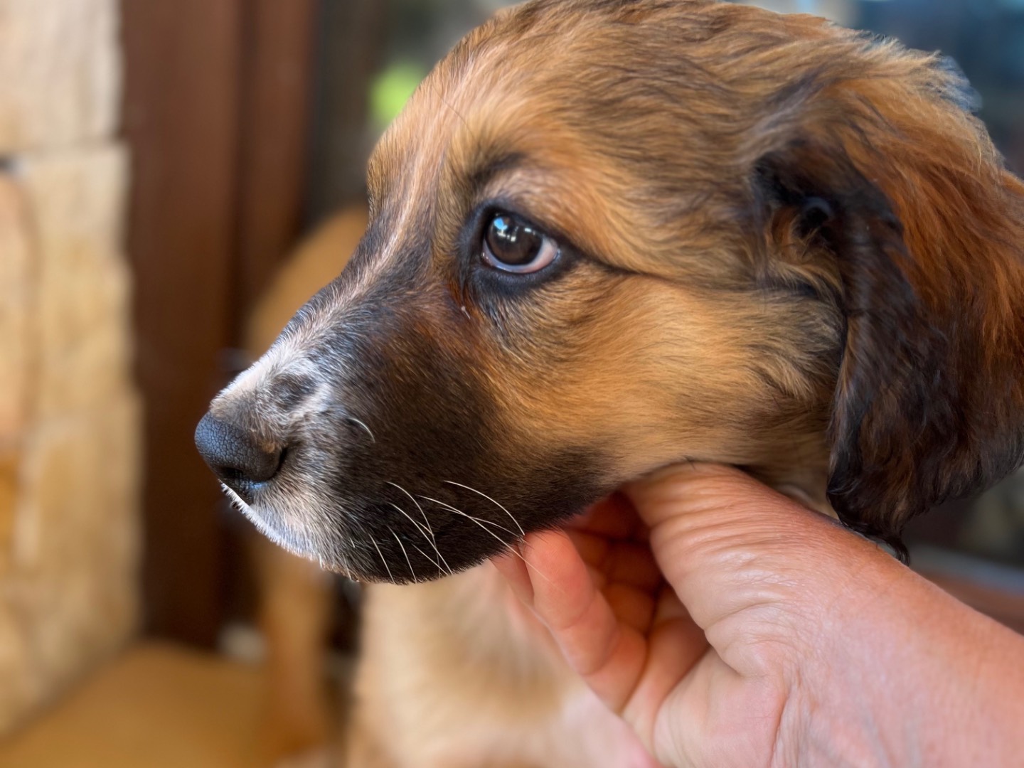 Adotta un cane, taglia grande, femmina, Siracusa