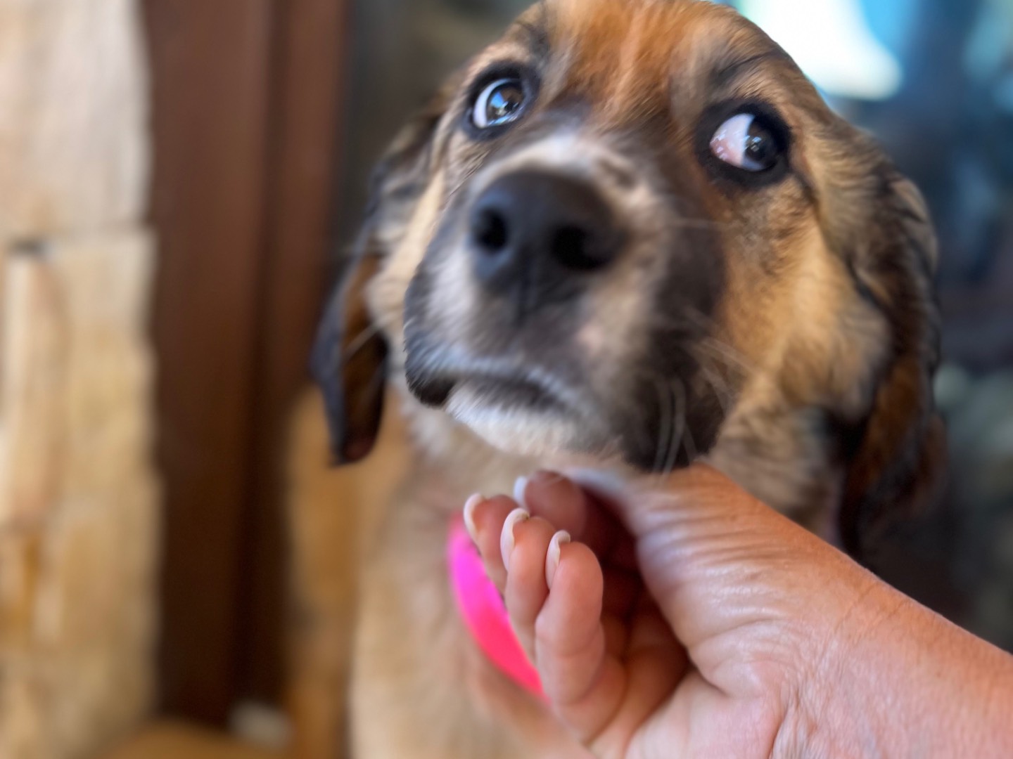 Vuoi adottare un cane a Siracusa?