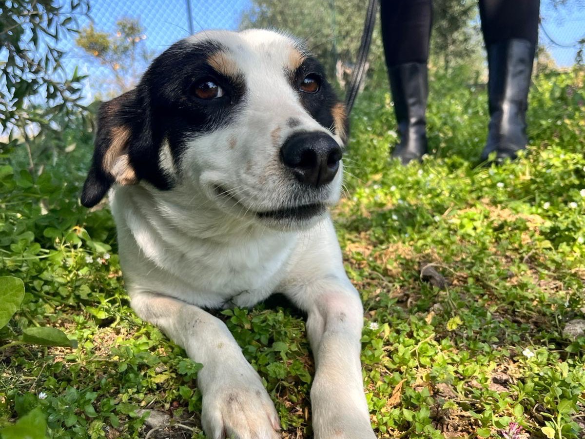 Adozione cane, femmina, Razza sconosciuta Razza sconosciuta, 1 anno e 1 mese, taglia media contenuta, Siracusa