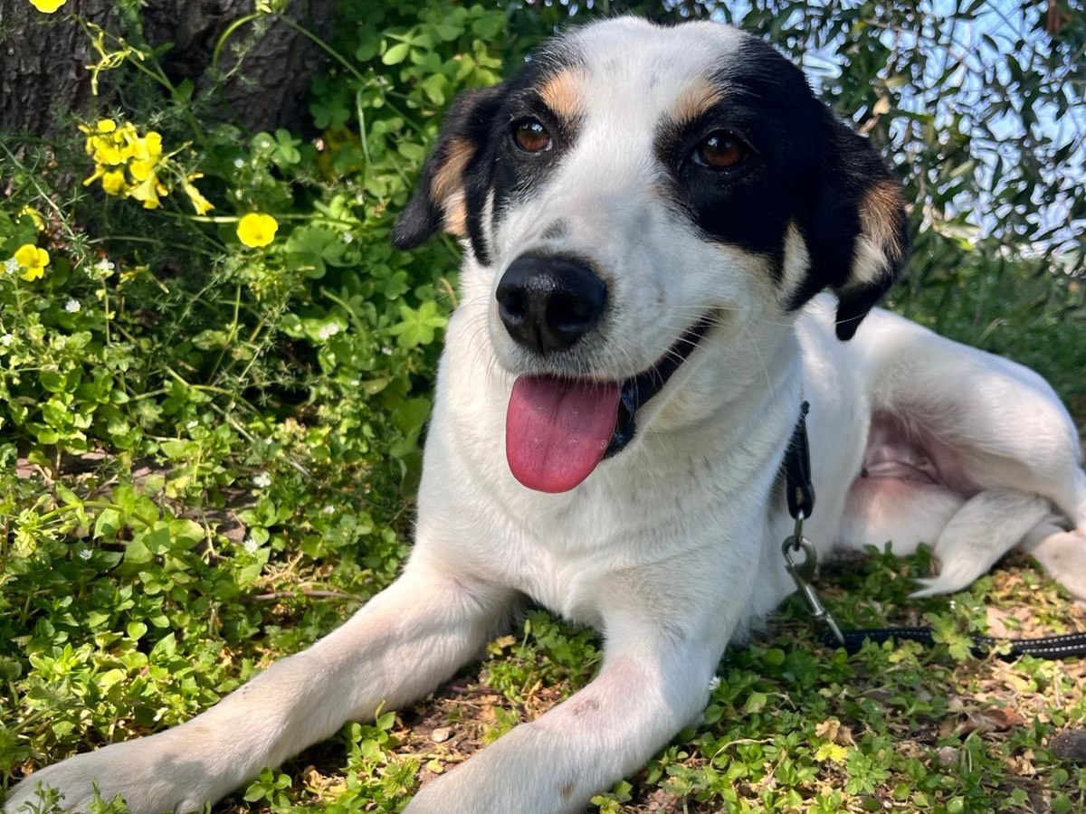 Adotta un cane, taglia media contenuta, femmina, Siracusa