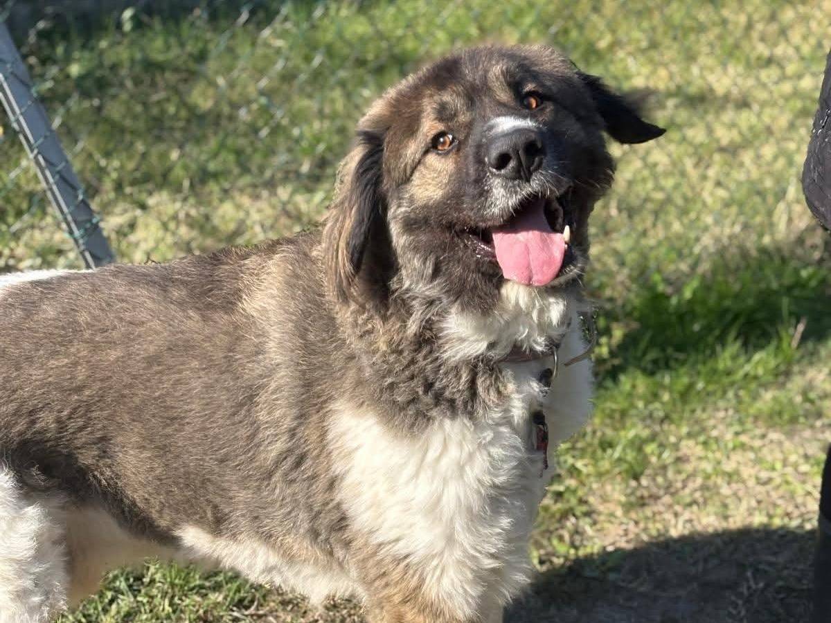 Adotta il cane Billy a Pisa