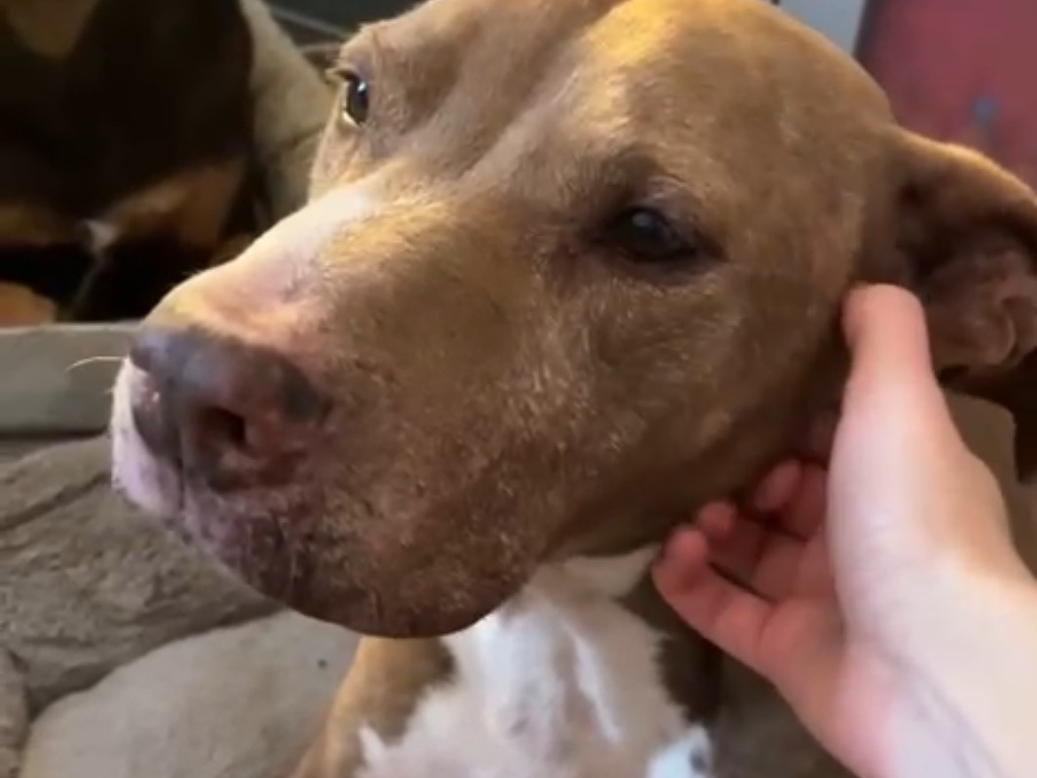 Adotta un cane, taglia grande, maschio, Pavia