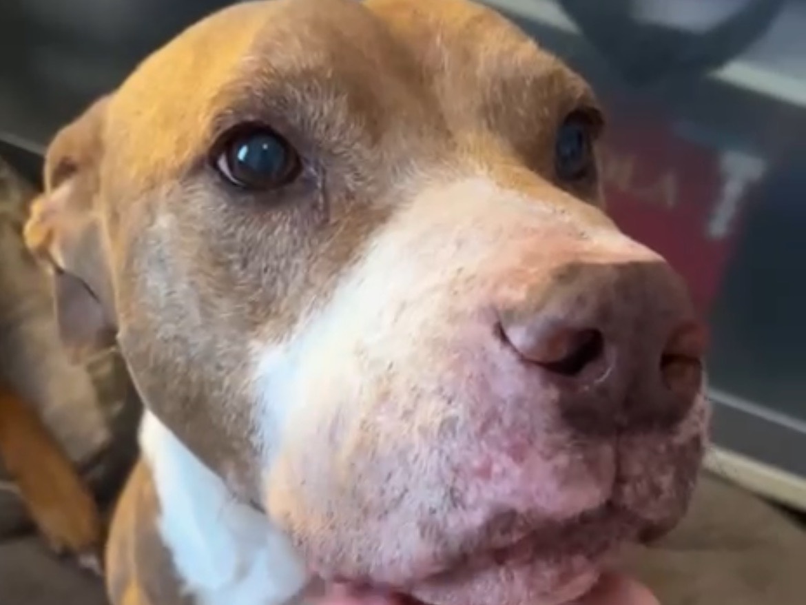 Vuoi adottare un cane a Pavia?