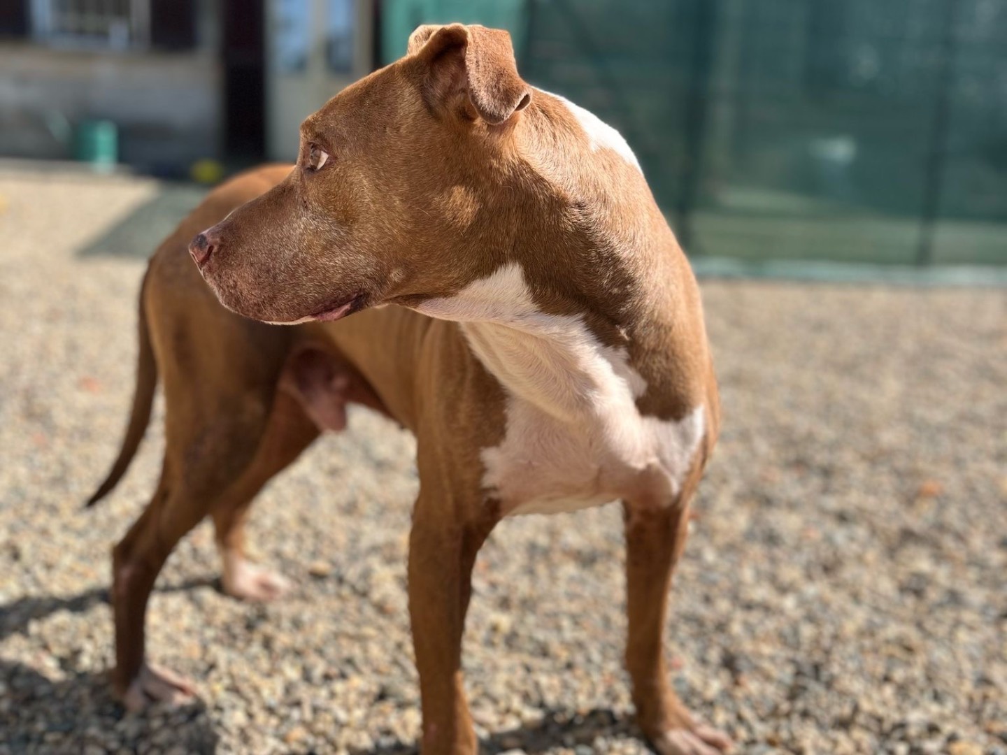 Adotta il cane Leo a Pavia