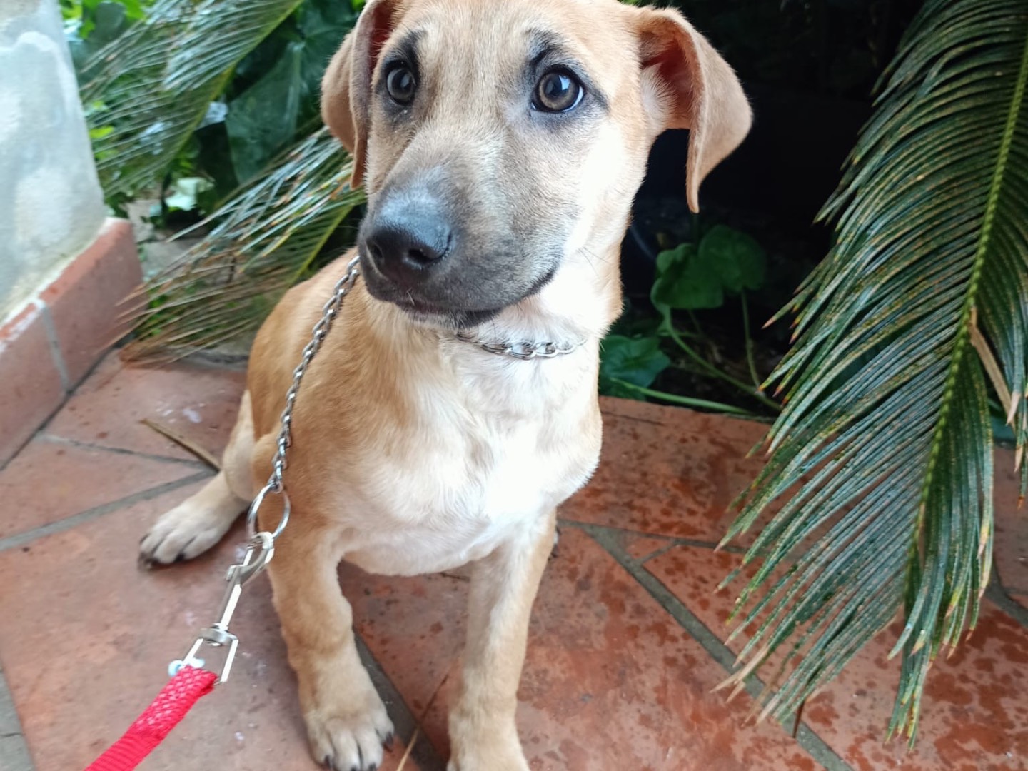 Adozione cane, maschio, Razza sconosciuta Razza sconosciuta, 4 mesi, taglia media contenuta, Vibo