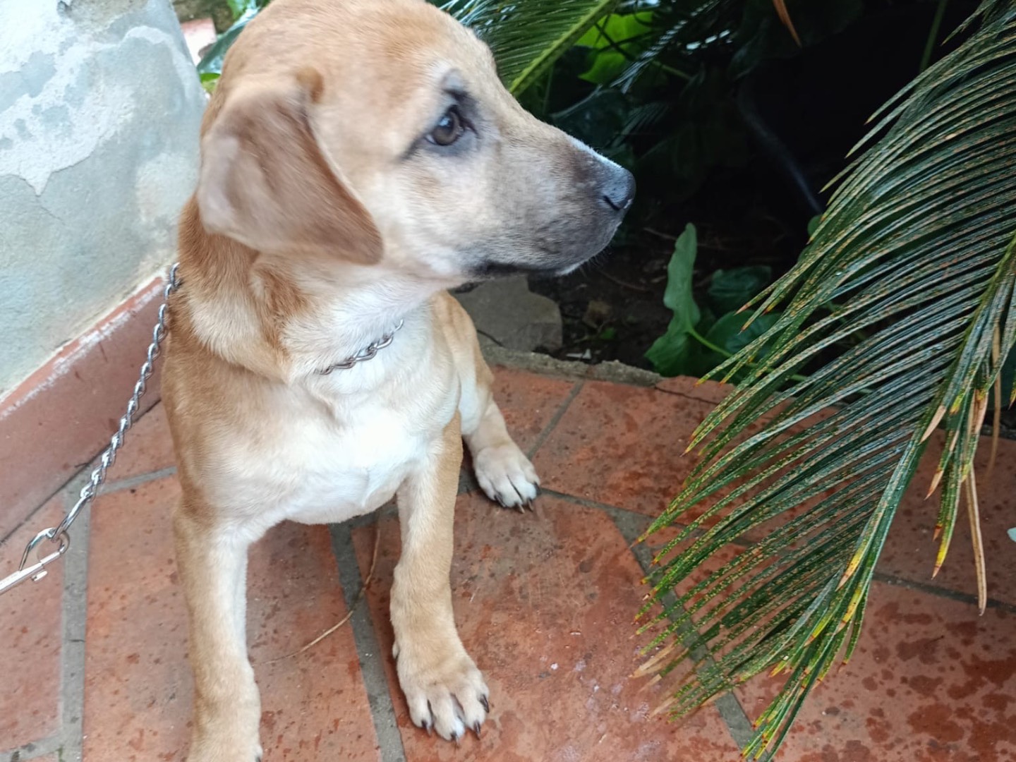 Adotta un cane, maschio, 4 mesi, Vibo