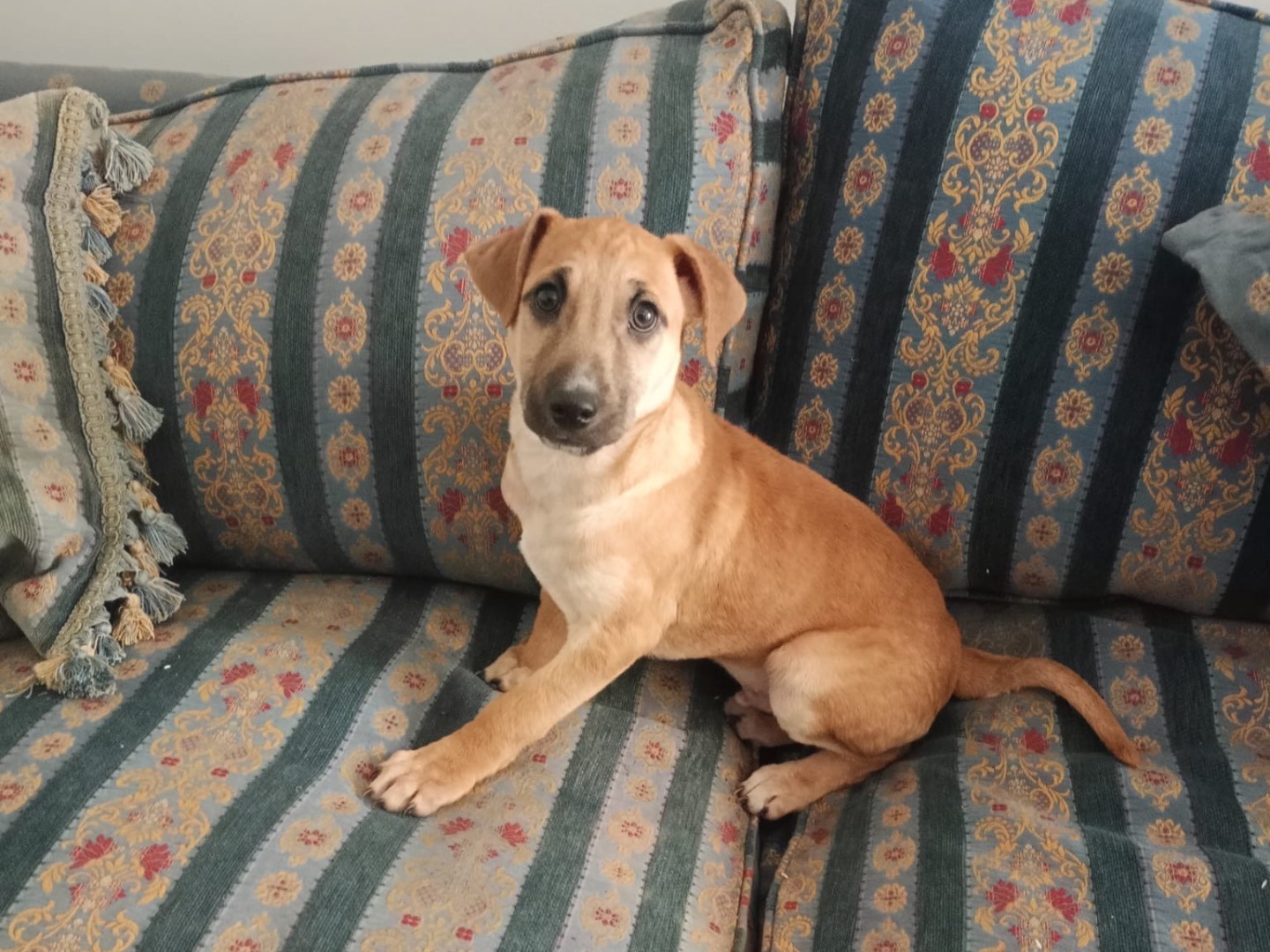 Adotta un cane, taglia media contenuta, maschio, Vibo