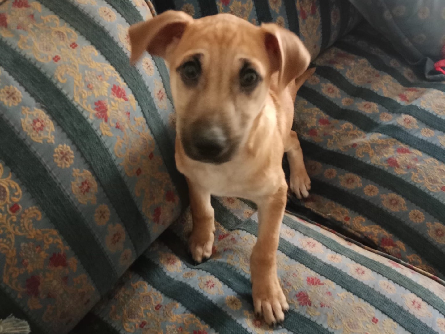 Vuoi adottare un cane a Vibo?