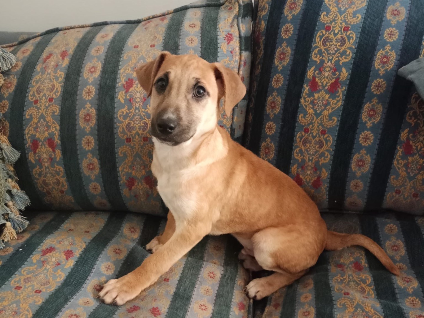 Adotta il cane Eros a Vibo