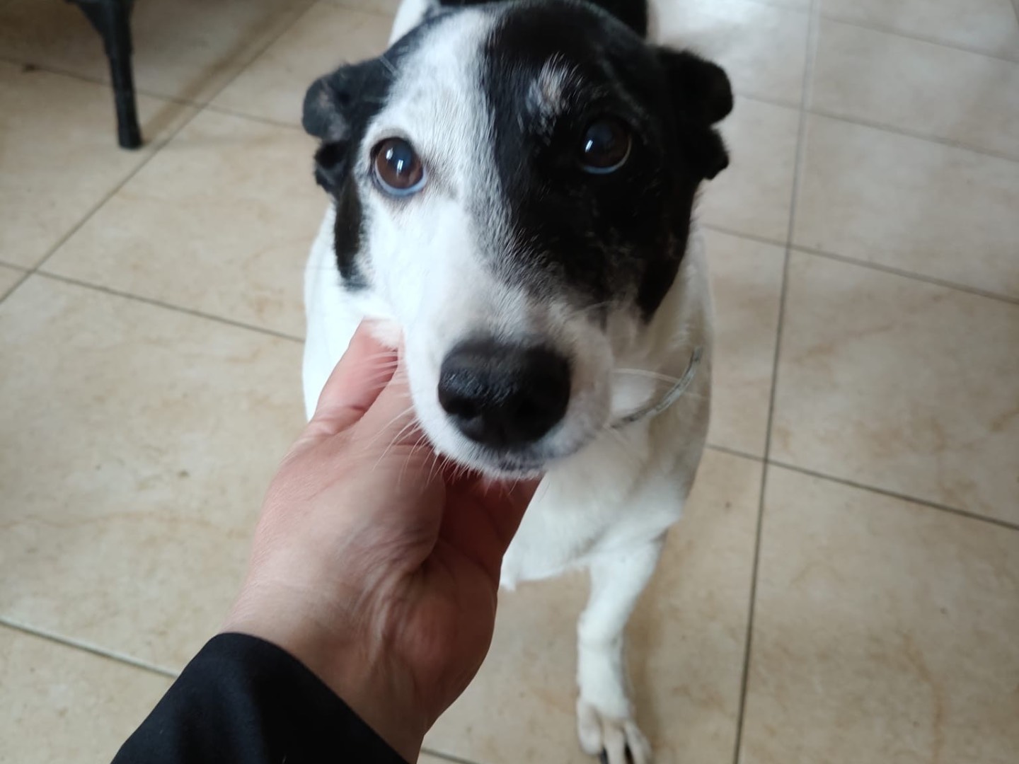 Adozione cane, maschio, Razza sconosciuta Razza sconosciuta, 10 anni e 5 mesi, taglia media, Vibo