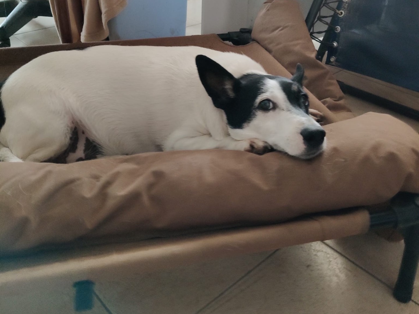 Adotta un cane, maschio, 10 anni e 5 mesi, Vibo