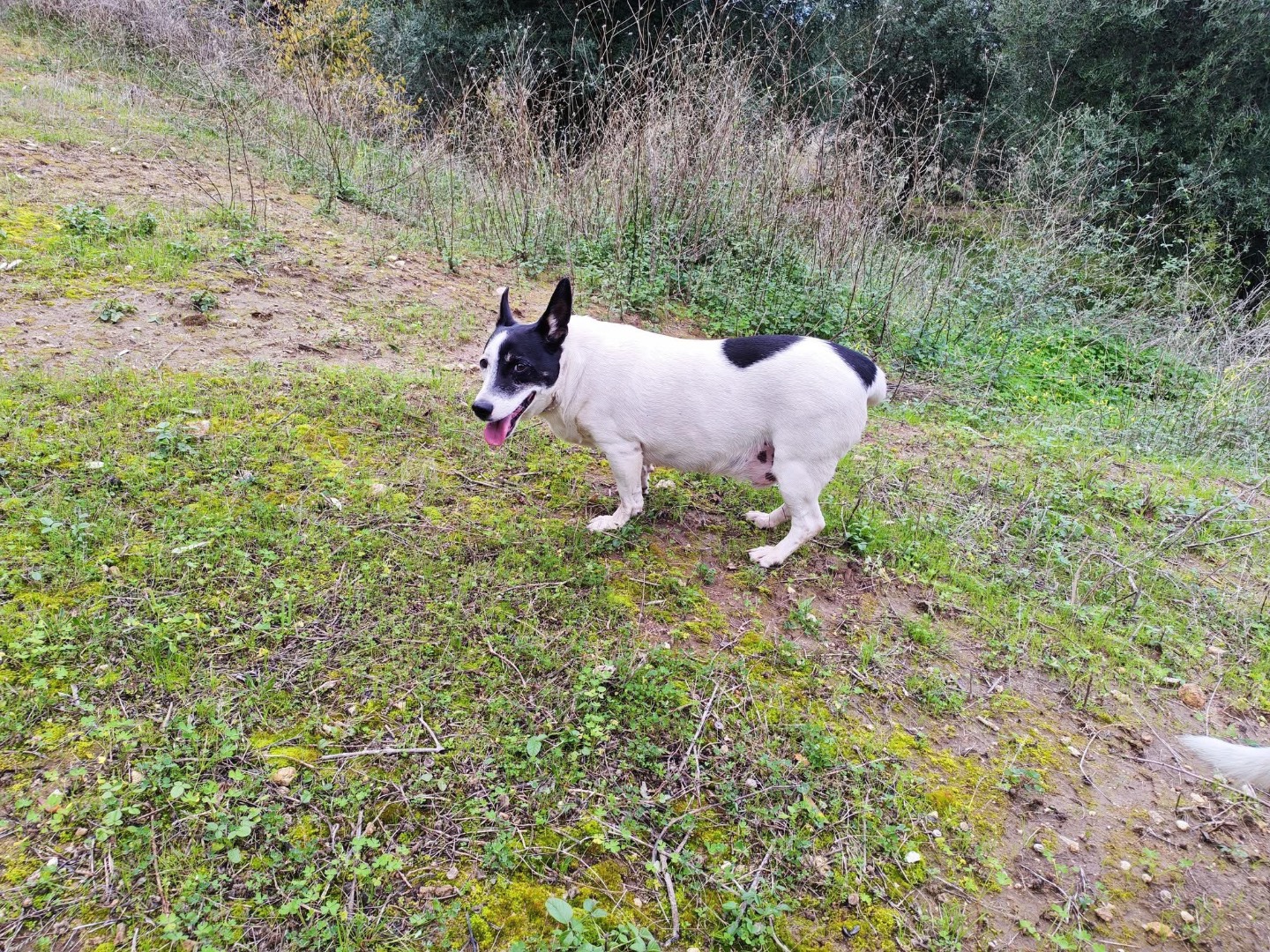 Adotta un cane, taglia media, maschio, Vibo