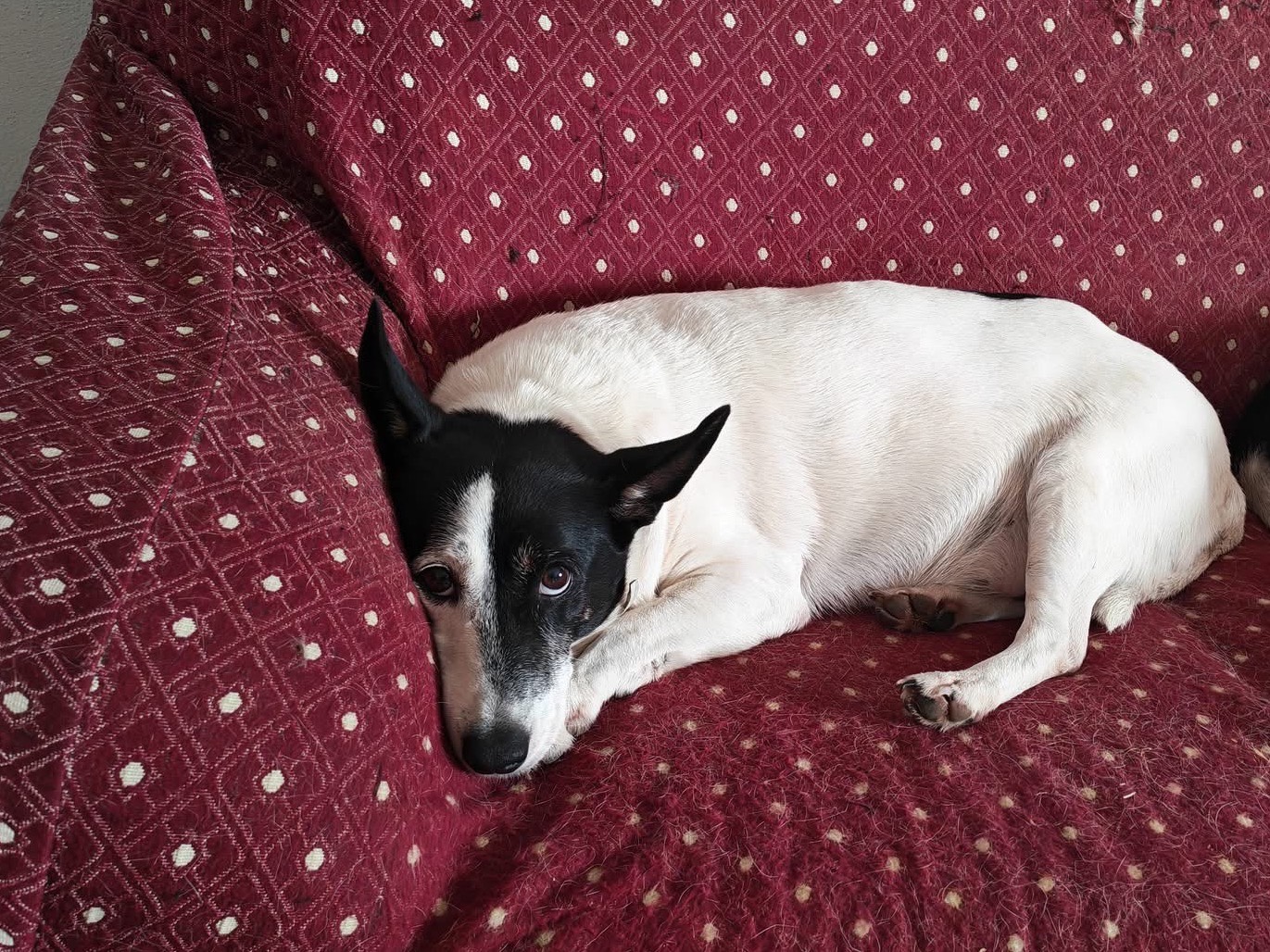 Vuoi adottare un cane a Vibo?