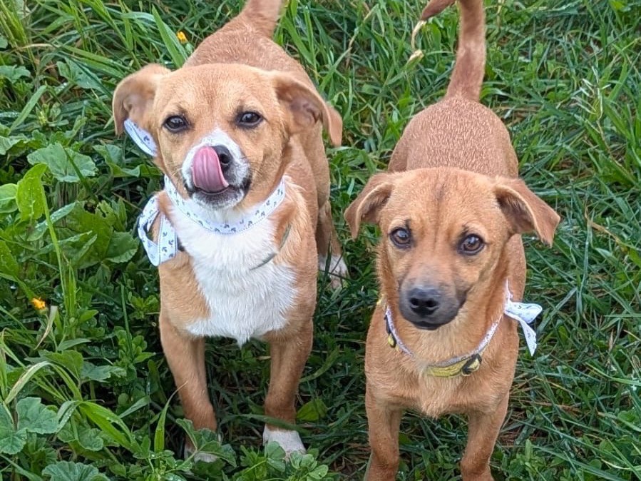 Adozione cane, femmina, Bassotto Razza sconosciuta, 1 anno e 1 mese, taglia piccola, Siracusa