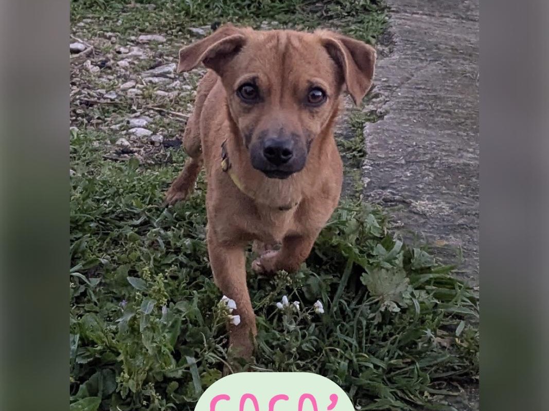 Adotta un cane, taglia piccola, femmina, Siracusa