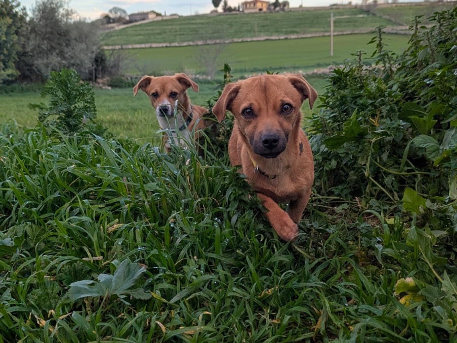 Vuoi adottare un cane a Siracusa?