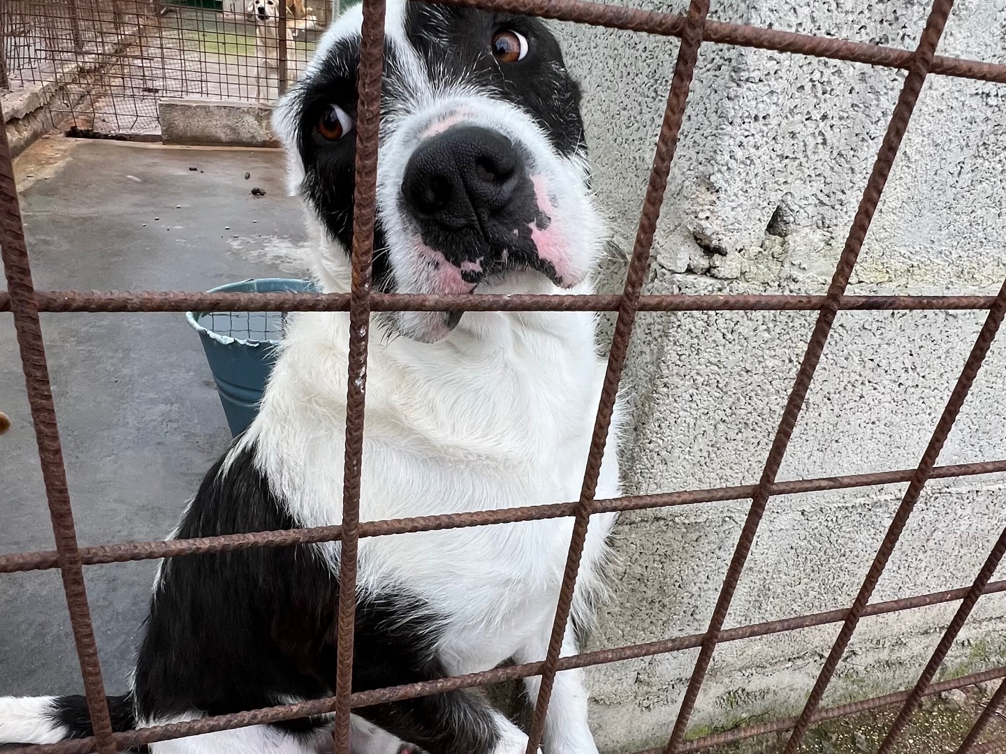Adozione cane, maschio, Razza sconosciuta Razza sconosciuta, 4 anni e 2 mesi, taglia grande, Siracusa