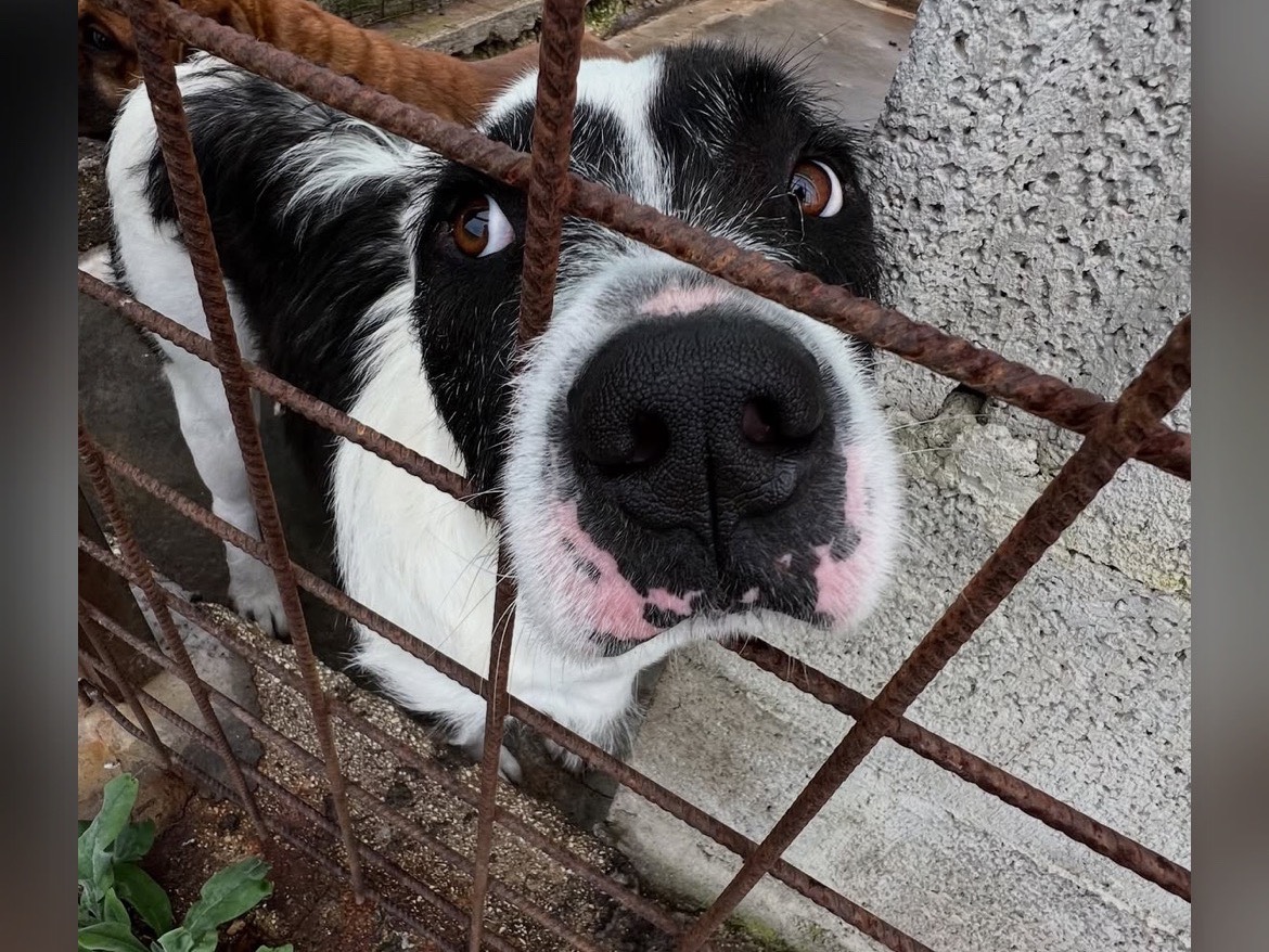 Adotta un cane, maschio, 4 anni e 2 mesi, Siracusa