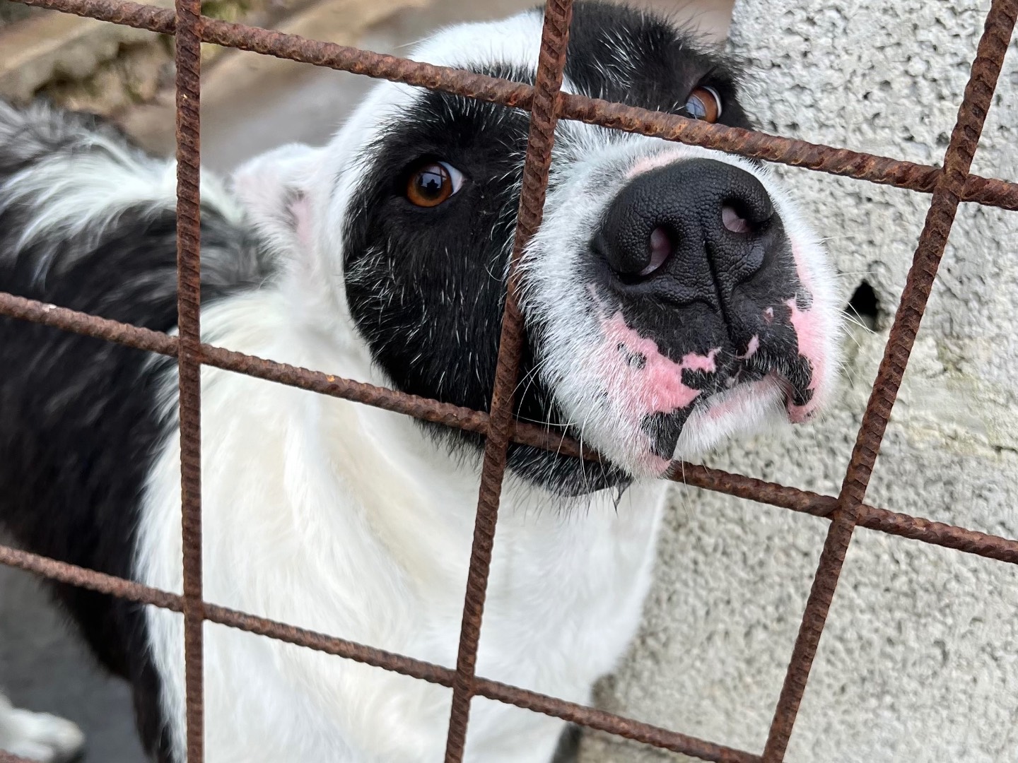 Adotta un cane, taglia grande, maschio, Siracusa